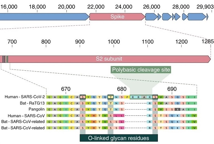 Proof SARS-CoV-2 Was Engineered